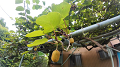 DJI_20260707110916_0328_D_1_thumb.png